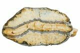 Mammoth Molar Slice With Case - South Carolina #349970-1